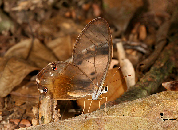 Haertera piera (Haertini)