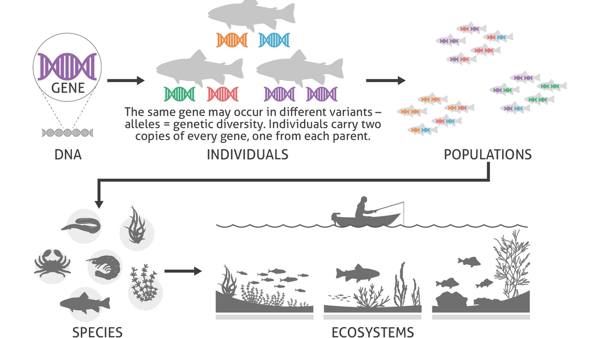 Source: Centre for Marine Evolutionary Biology, University of Gothenburg