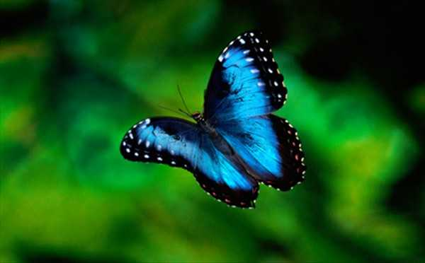 Blue morpho