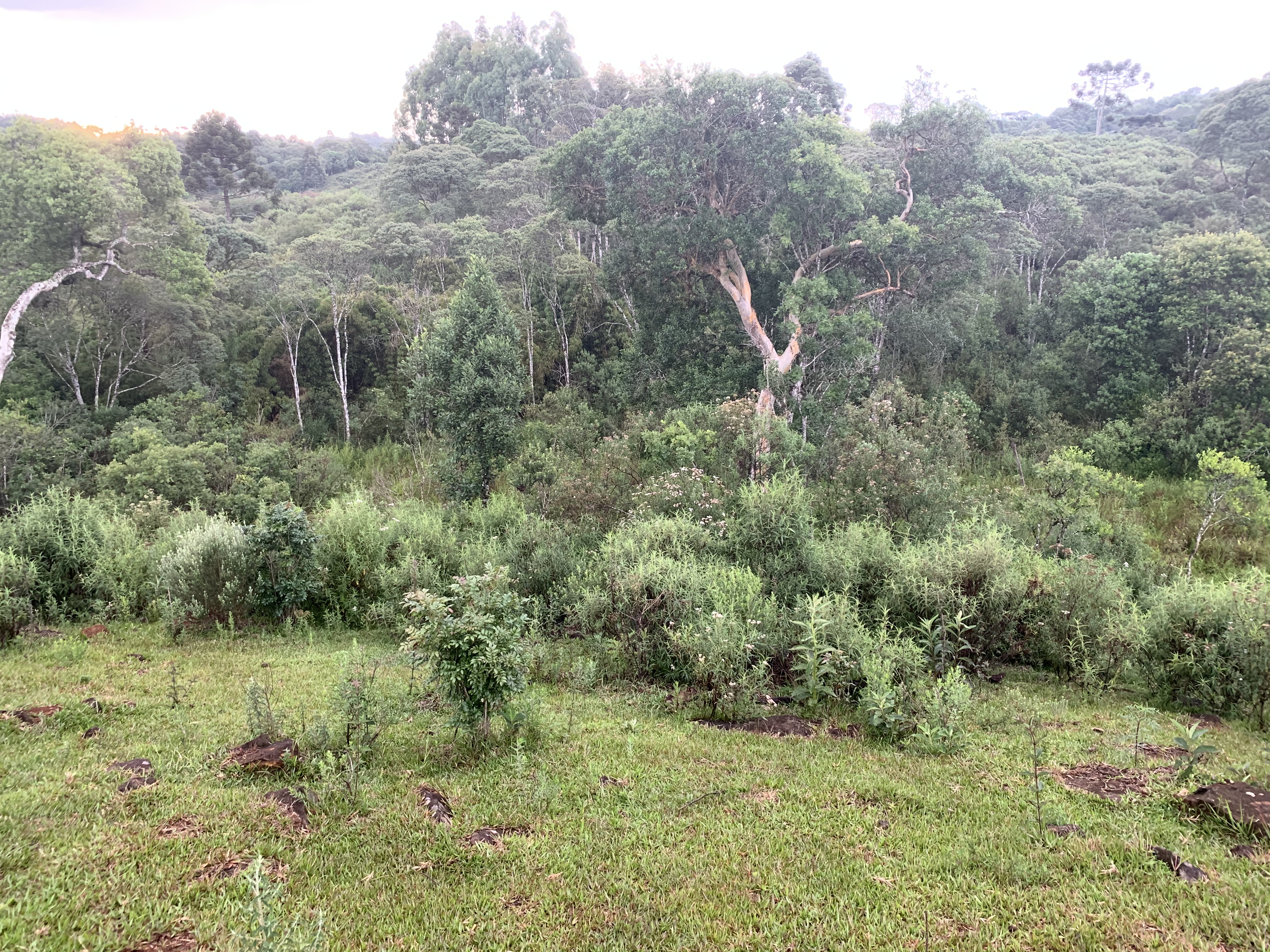 Typical habitat that I conduct field work in. A fragment of tropical forest on the edge of agricultural land in the Brazilian Atlantic Forest.