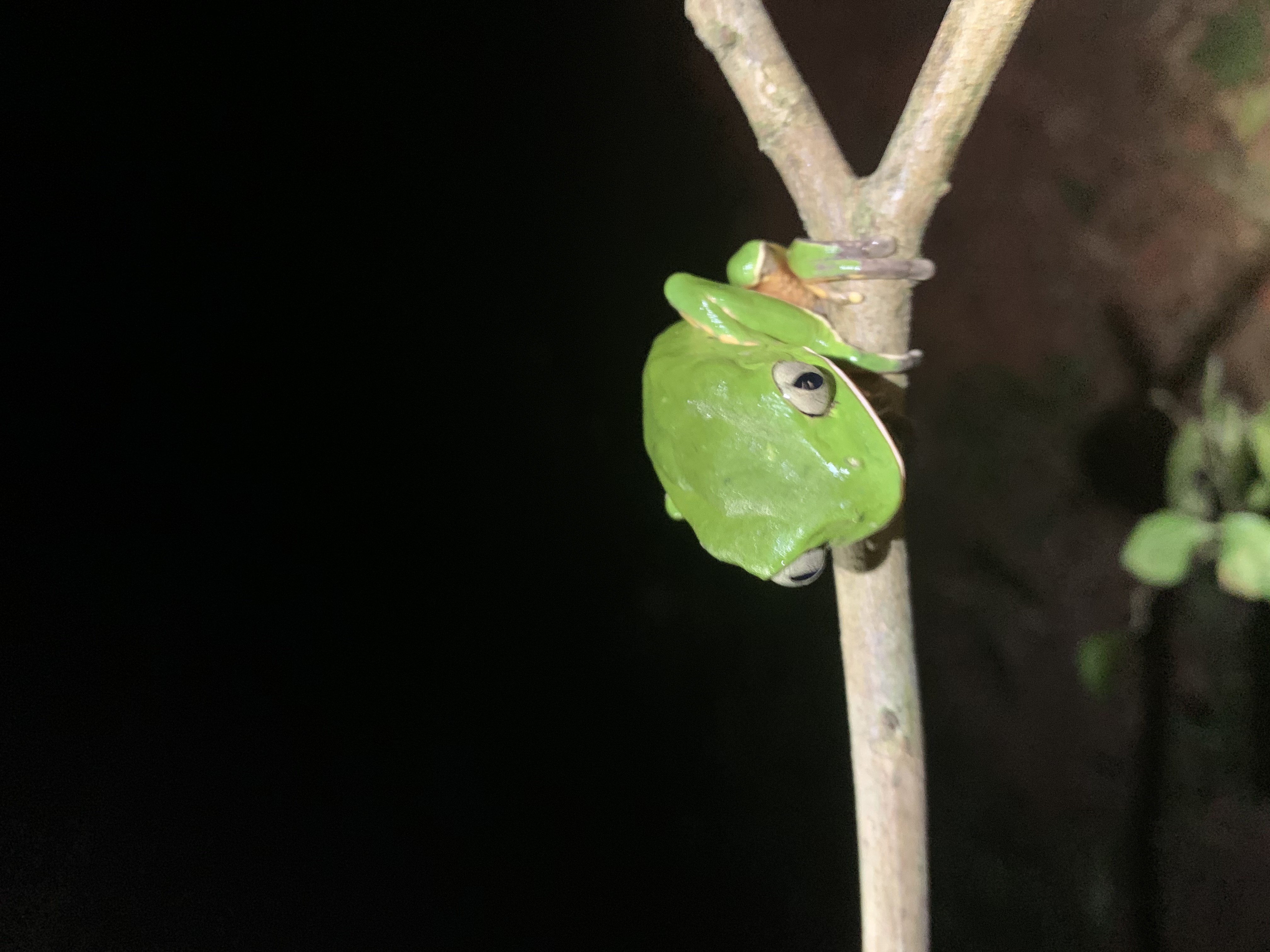 A photo of a waxy monkey tree frog I sampled in the field in the Brazilian Atlantic Forest.